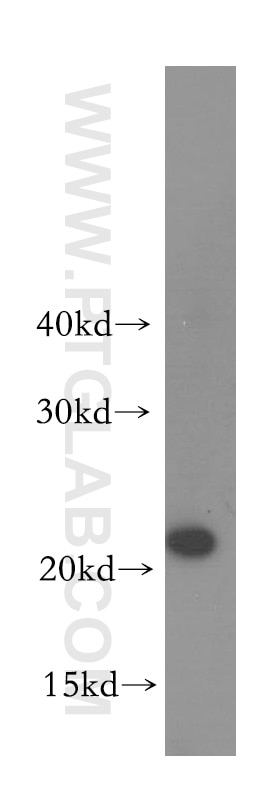 Western Blot (WB) analysis of HeLa cells using MRPL48 Polyclonal antibody (14677-1-AP)