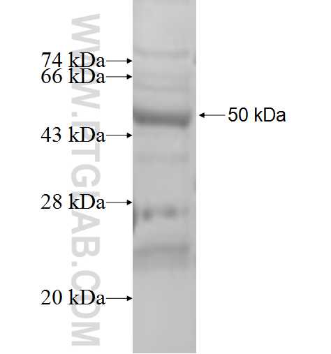MRPL48 fusion protein Ag6387 SDS-PAGE