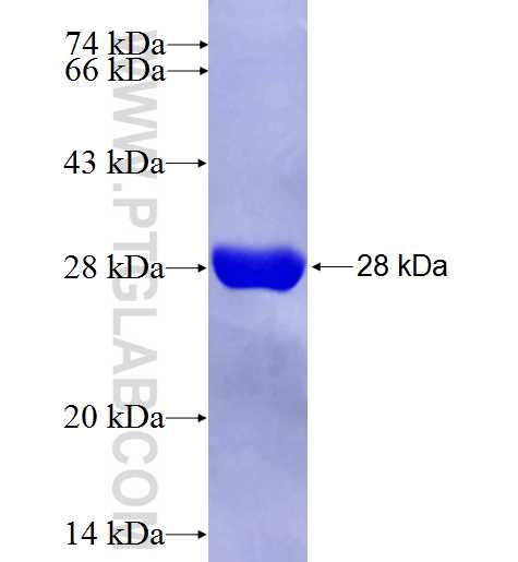 MRPL48 fusion protein Ag6819 SDS-PAGE
