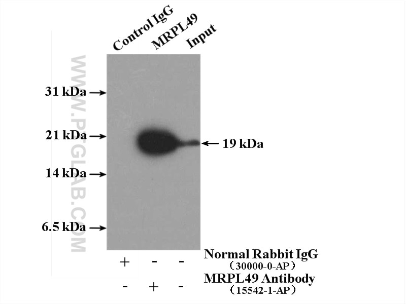 Immunoprecipitation (IP) experiment of HeLa cells using MRPL49 Polyclonal antibody (15542-1-AP)