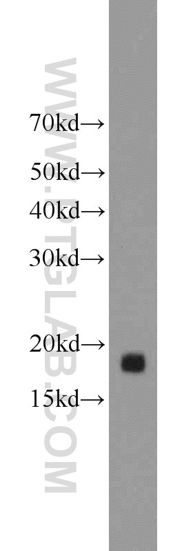 Western Blot (WB) analysis of BxPC-3 cells using MRPL49 Polyclonal antibody (15542-1-AP)