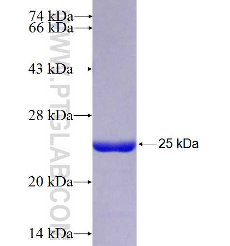 MRPL49 fusion protein Ag7632 SDS-PAGE