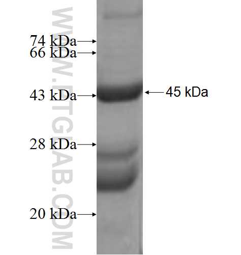 MRPL49 fusion protein Ag7898 SDS-PAGE