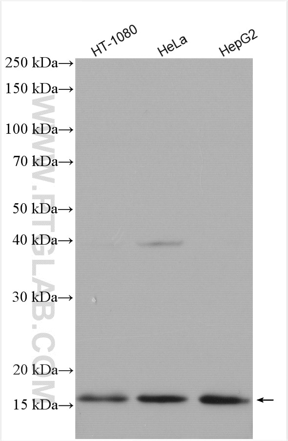 Western Blot (WB) analysis of various lysates using MRPL50 Polyclonal antibody (17213-1-AP)