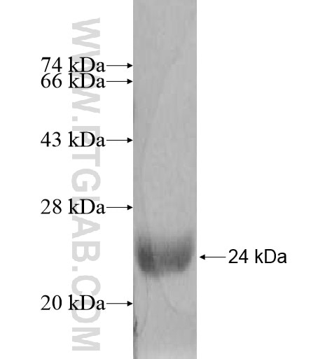 MRPL50 fusion protein Ag11272 SDS-PAGE
