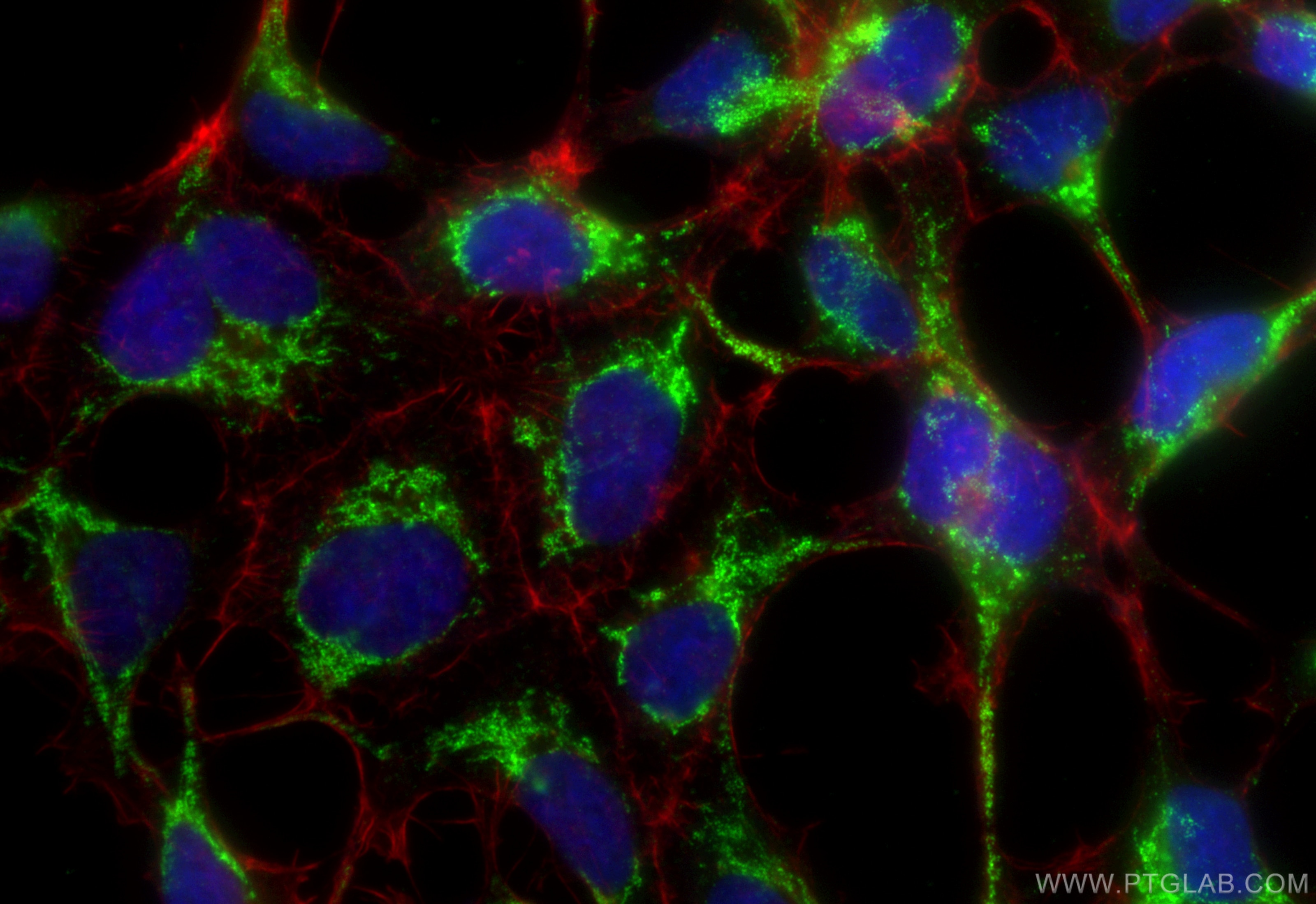 Immunofluorescence (IF) / fluorescent staining of HEK-293 cells using MRPL51 Recombinant antibody (83565-1-RR)