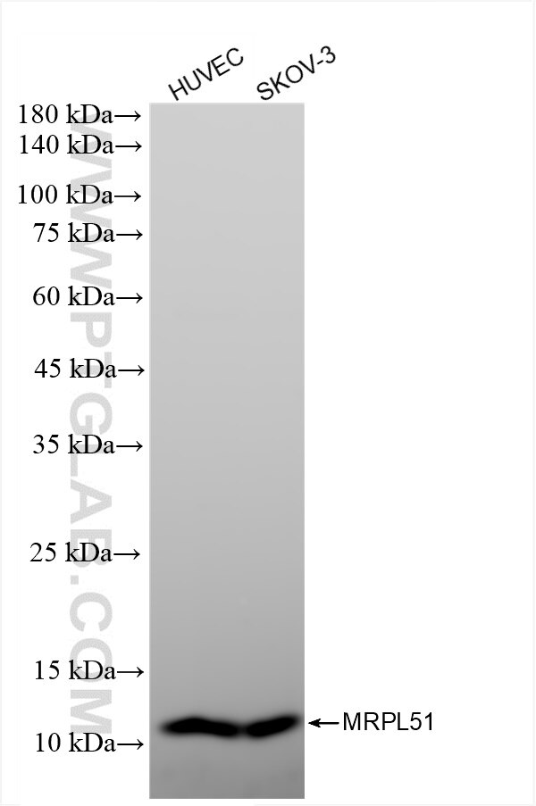 Western Blot (WB) analysis of various lysates using MRPL51 Recombinant antibody (83565-1-RR)