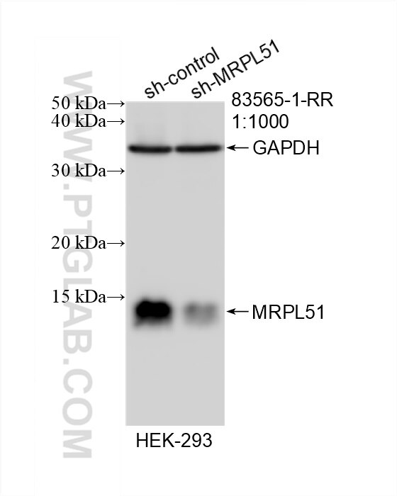 Western Blot (WB) analysis of HEK-293 cells using MRPL51 Recombinant antibody (83565-1-RR)