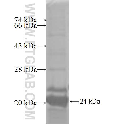 MRPL51 fusion protein Ag8279 SDS-PAGE