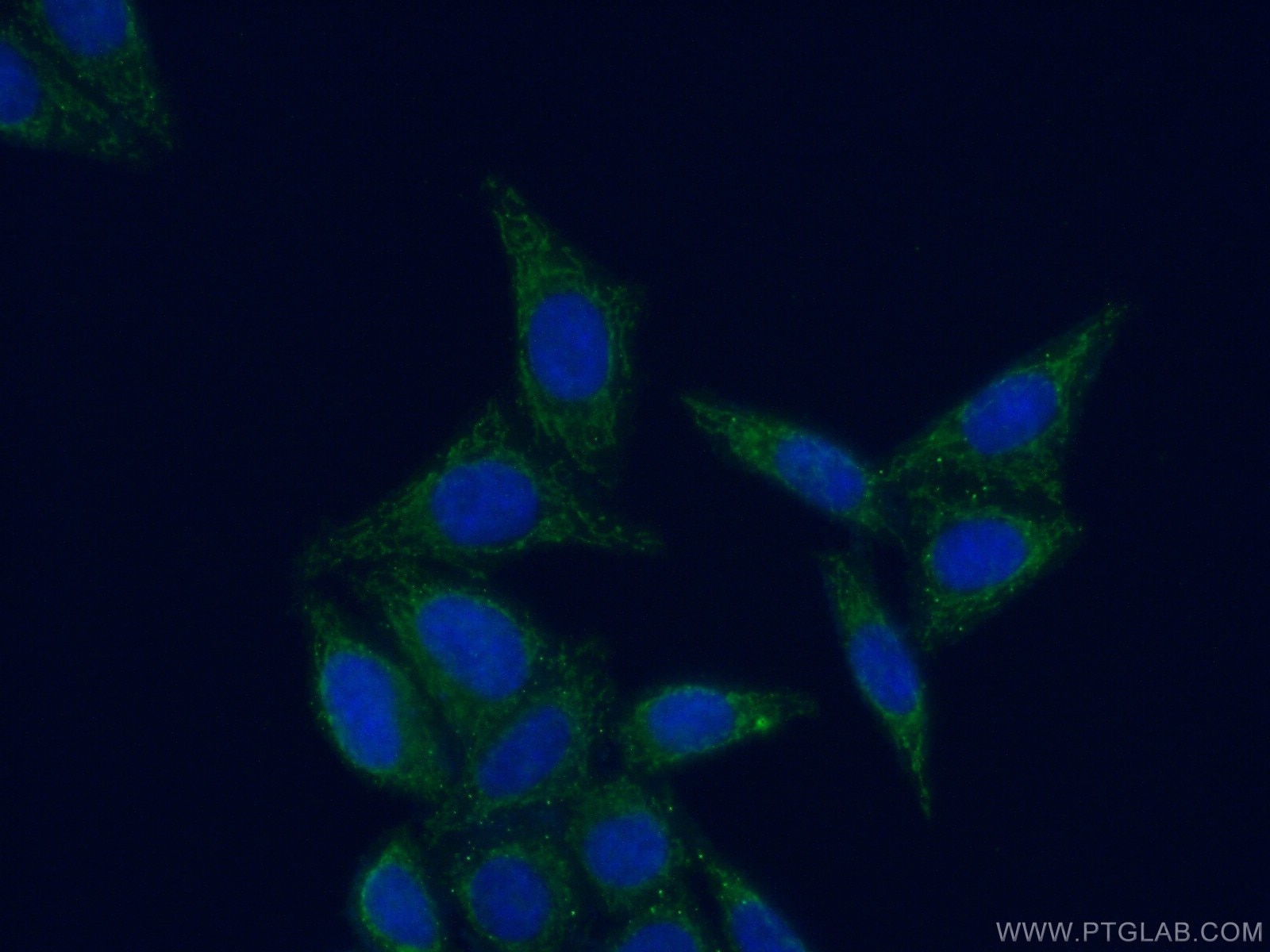 Immunofluorescence (IF) / fluorescent staining of HepG2 cells using MRPL52 Polyclonal antibody (16800-1-AP)
