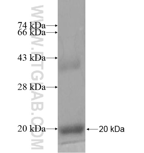 MRPL52 fusion protein Ag10605 SDS-PAGE