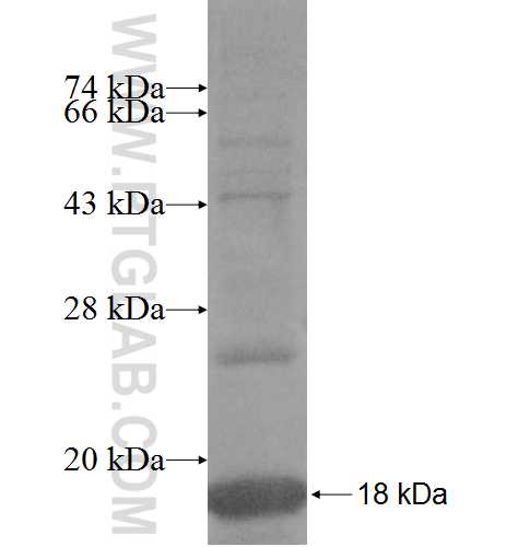 MRPL53 fusion protein Ag9500 SDS-PAGE