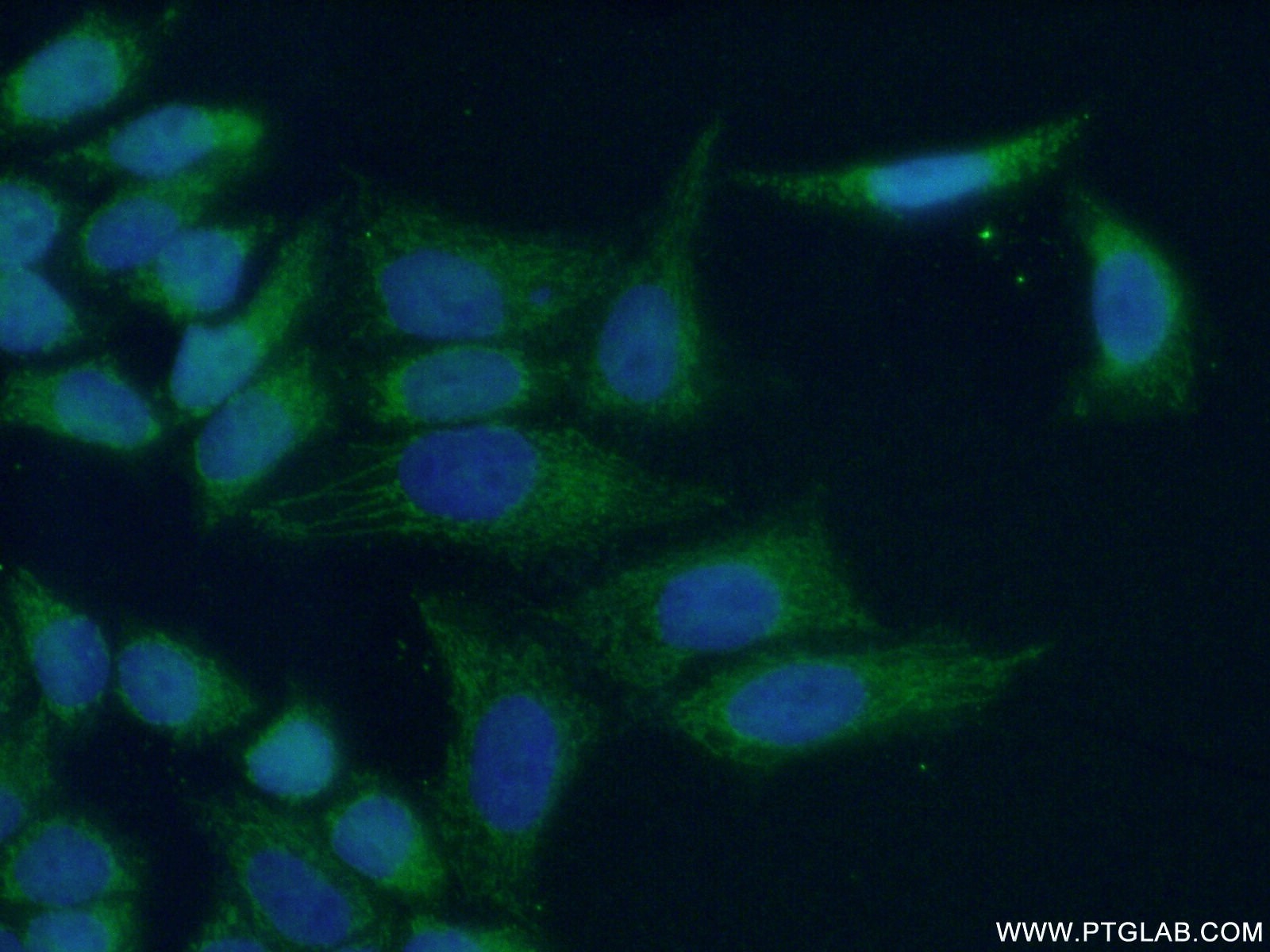 Immunofluorescence (IF) / fluorescent staining of HeLa cells using MRPL54 Polyclonal antibody (17683-1-AP)