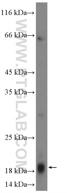 Western Blot (WB) analysis of mouse liver tissue using MRPL54 Polyclonal antibody (17683-1-AP)