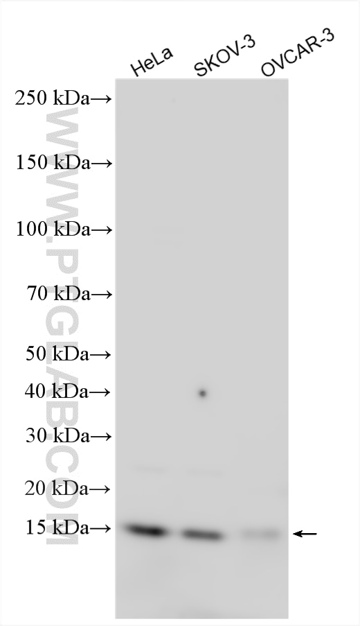 Western Blot (WB) analysis of various lysates using MRPL54 Polyclonal antibody (17683-1-AP)