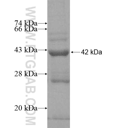 MRPL54 fusion protein Ag11782 SDS-PAGE