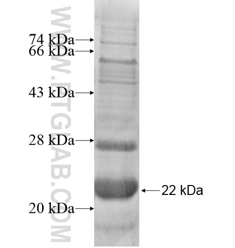 MRPL54 fusion protein Ag11799 SDS-PAGE