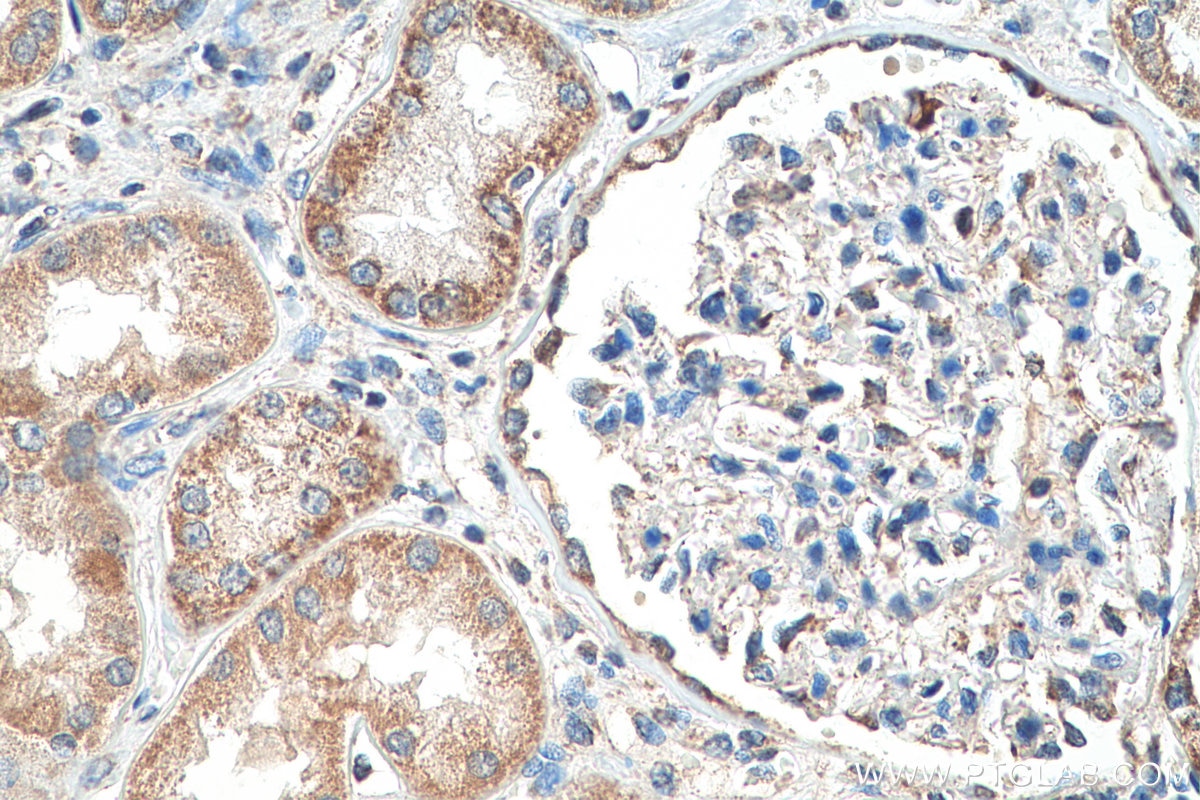 Immunohistochemistry (IHC) staining of human kidney tissue using MRPL55 Polyclonal antibody (17679-1-AP)