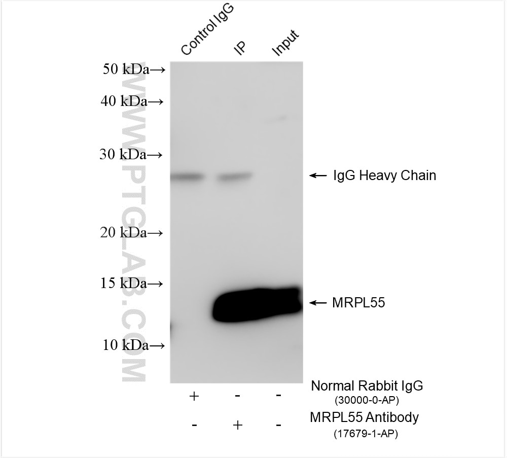 Immunoprecipitation (IP) experiment of HEK-293 cells using MRPL55 Polyclonal antibody (17679-1-AP)