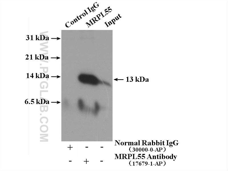 Immunoprecipitation (IP) experiment of HEK-293 cells using MRPL55 Polyclonal antibody (17679-1-AP)