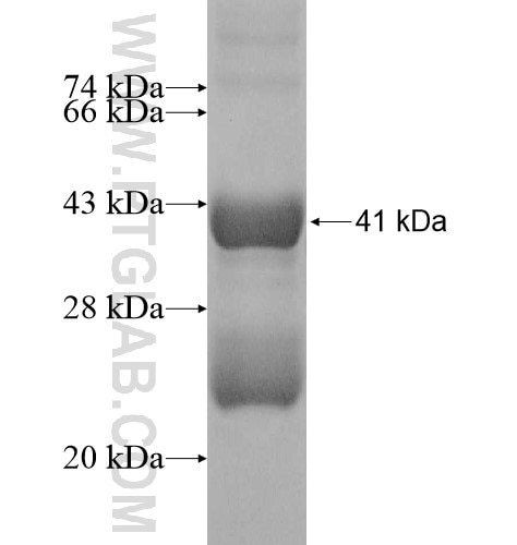 MRPL55 fusion protein Ag11716 SDS-PAGE