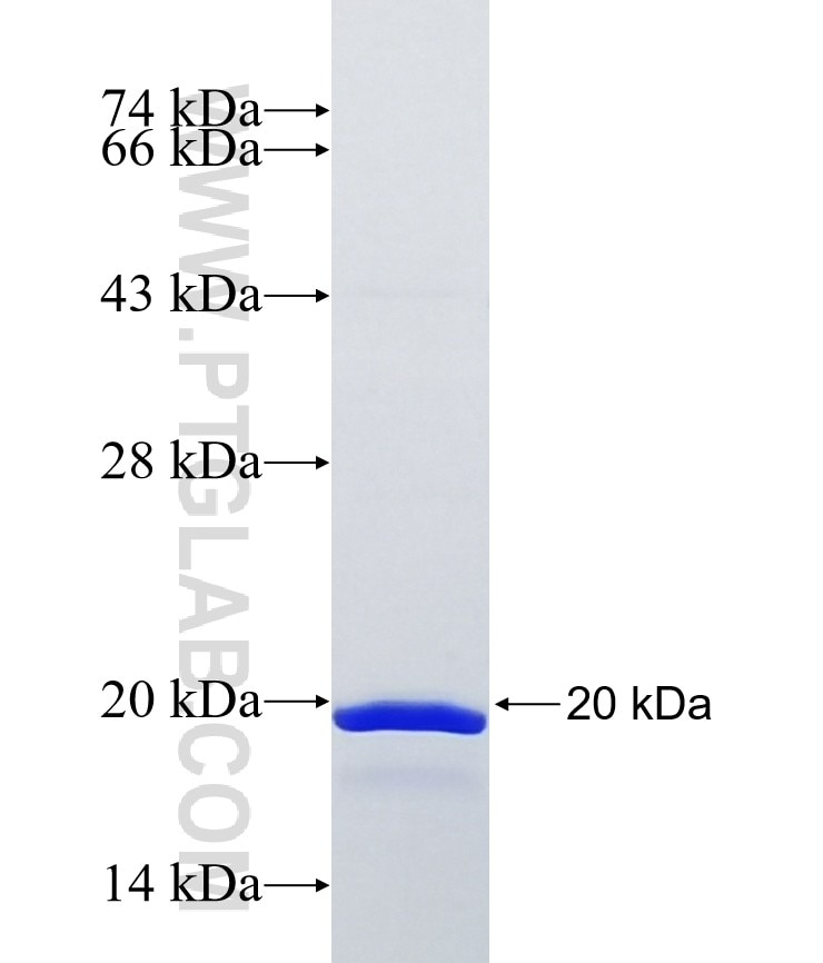 MRPL55 fusion protein Ag12062 SDS-PAGE