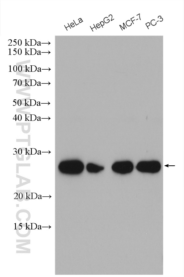 Western Blot (WB) analysis of various lysates using MRPL9 Polyclonal antibody (15342-1-AP)