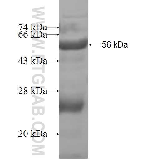 MRPL9 fusion protein Ag7545 SDS-PAGE