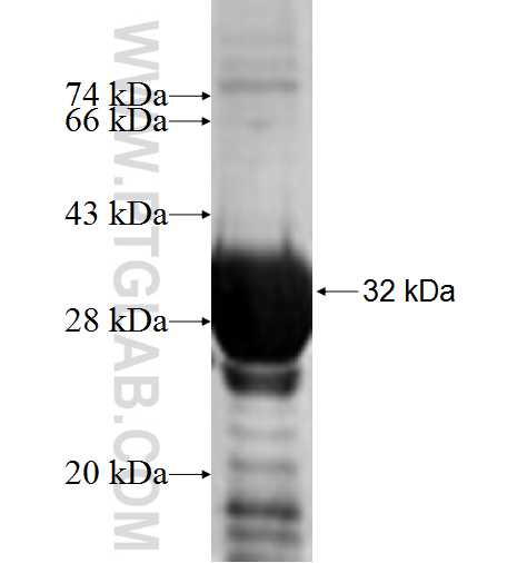 MRPL9 fusion protein Ag7649 SDS-PAGE