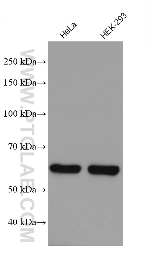 Western Blot (WB) analysis of various lysates using MRPP3 Monoclonal antibody (68168-1-Ig)