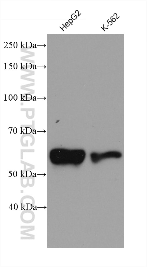 Western Blot (WB) analysis of various lysates using MRPP3 Monoclonal antibody (68168-1-Ig)
