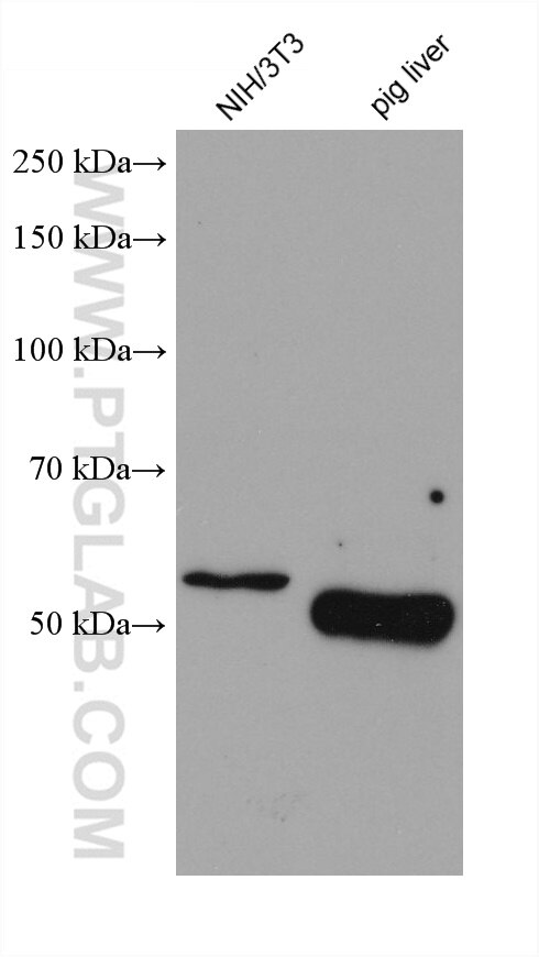 Western Blot (WB) analysis of various lysates using MRPP3 Monoclonal antibody (68168-1-Ig)