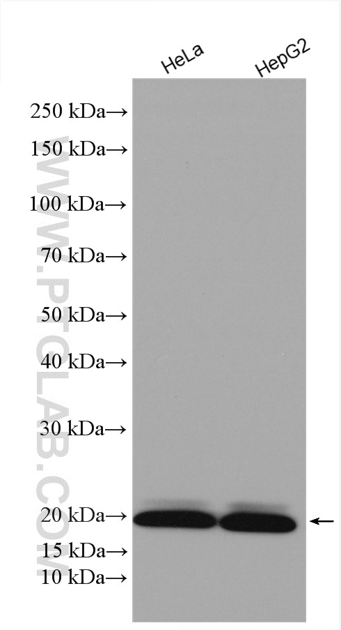 Western Blot (WB) analysis of various lysates using MRPS10 Polyclonal antibody (16030-1-AP)