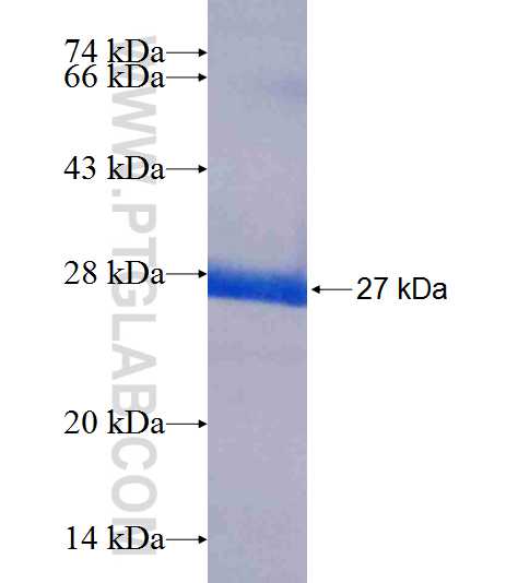 MRPS10 fusion protein Ag9194 SDS-PAGE