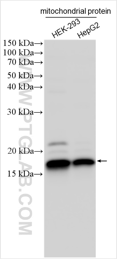 Western Blot (WB) analysis of various lysates using MRPS11 Polyclonal antibody (17041-1-AP)