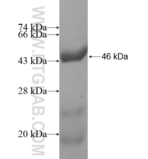 MRPS11 fusion protein Ag10570 SDS-PAGE