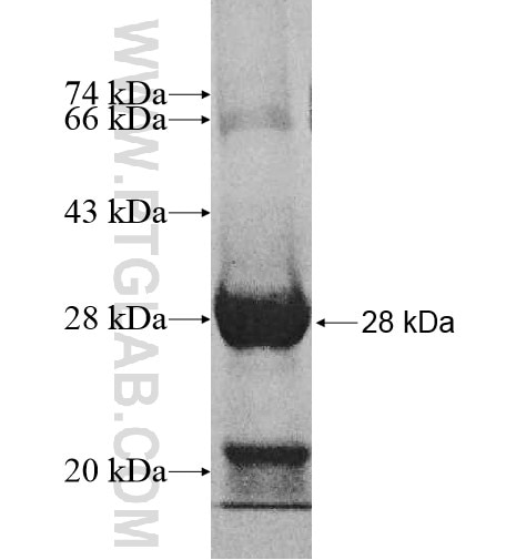 MRPS11 fusion protein Ag10834 SDS-PAGE