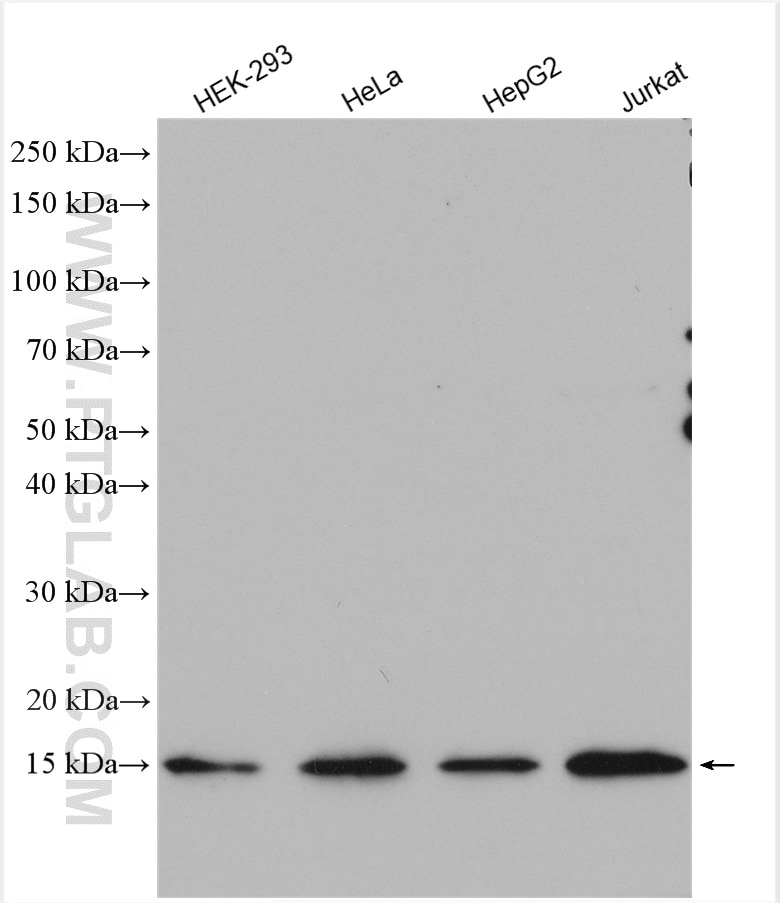 Western Blot (WB) analysis of various lysates using MRPS12 Polyclonal antibody (15225-1-AP)