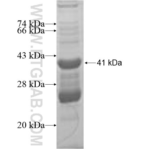 MRPS12 fusion protein Ag7442 SDS-PAGE