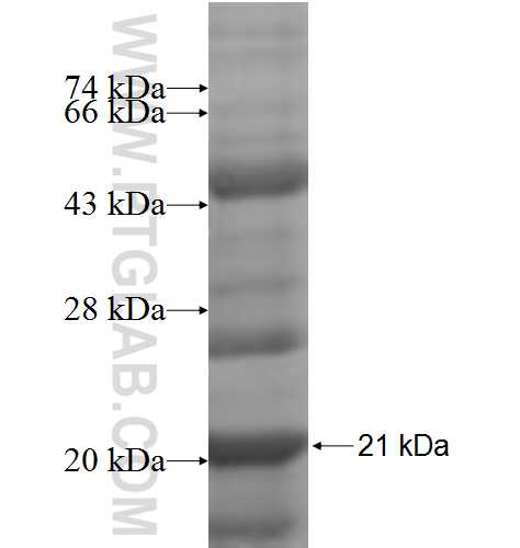 MRPS12 fusion protein Ag7464 SDS-PAGE