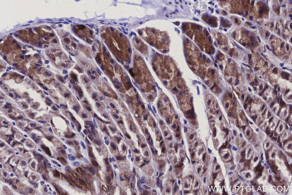 IHC staining of mouse stomach using 16301-1-AP Immunohistochemistry (IHC) staining of mouse stomach tissue using MRPS14 Polyclonal antibody (16301-1-AP)
