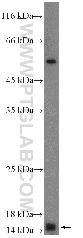 Western Blot (WB) analysis of mouse liver tissue using MRPS14 Polyclonal antibody (16301-1-AP)