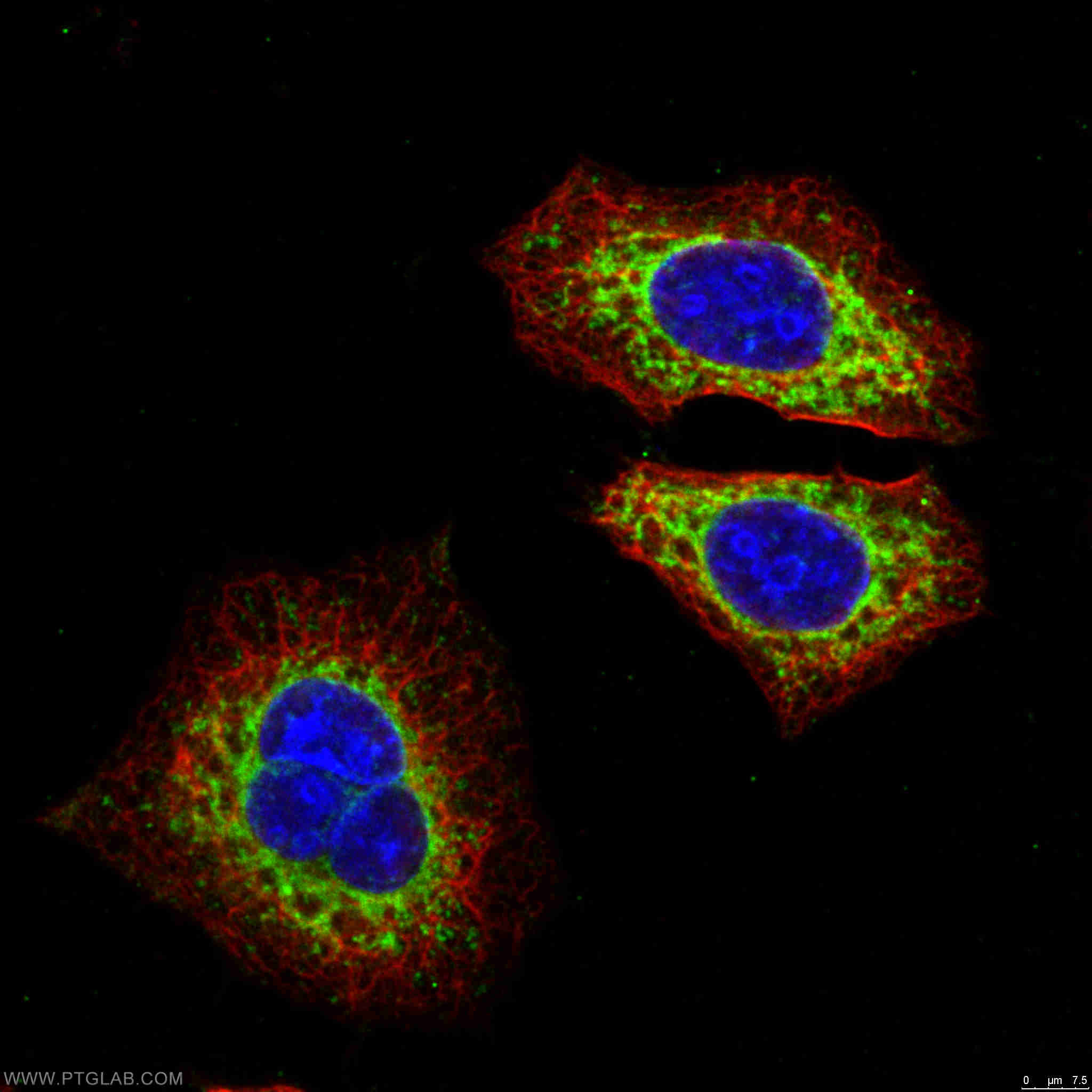Immunofluorescence (IF) / fluorescent staining of HepG2 cells using MRPS15 Polyclonal antibody (17006-1-AP)