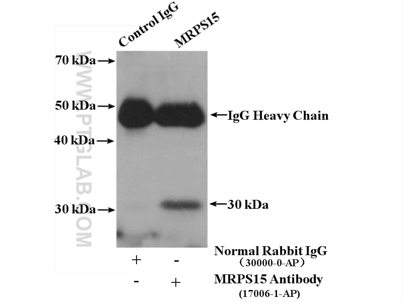Immunoprecipitation (IP) experiment of mouse brain tissue using MRPS15 Polyclonal antibody (17006-1-AP)