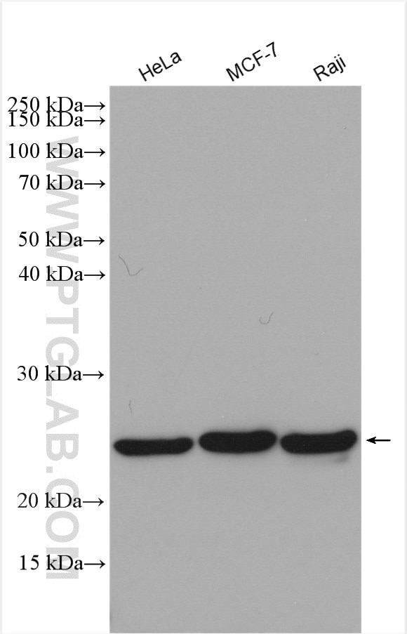 Western Blot (WB) analysis of various lysates using MRPS15 Polyclonal antibody (17006-1-AP)