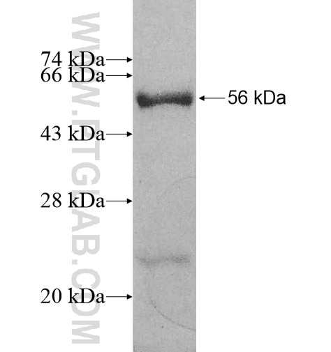 MRPS15 fusion protein Ag10702 SDS-PAGE