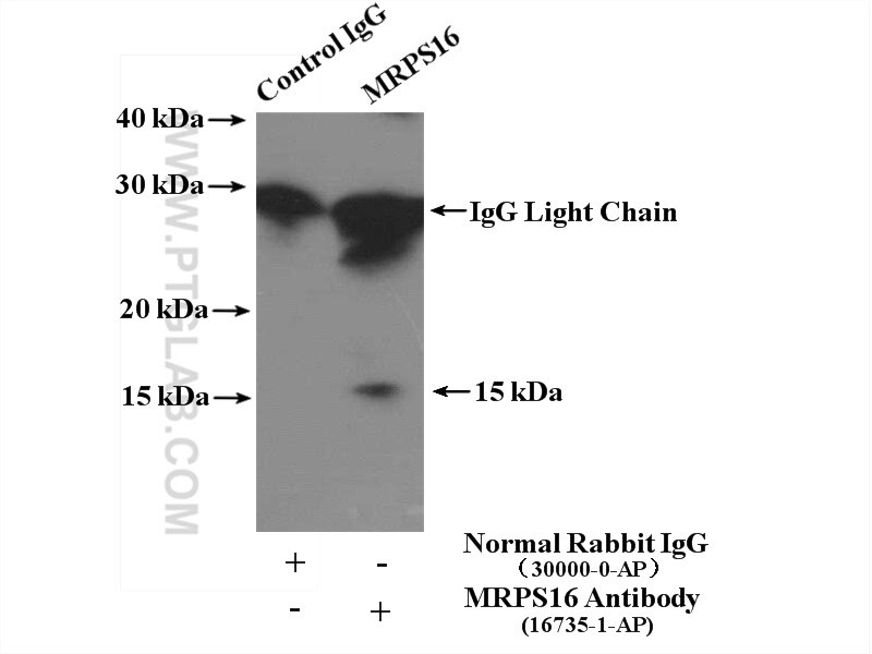 Immunoprecipitation (IP) experiment of HEK-293 cells using MRPS16 Polyclonal antibody (16735-1-AP)