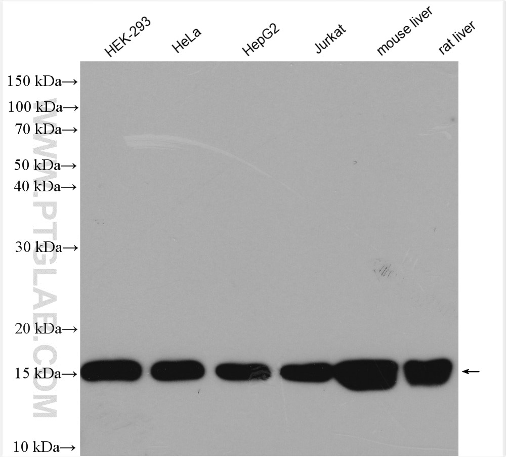 Western Blot (WB) analysis of various lysates using MRPS16 Polyclonal antibody (16735-1-AP)