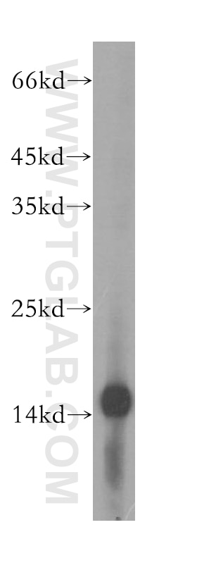 Western Blot (WB) analysis of HEK-293 cells using MRPS16 Polyclonal antibody (16735-1-AP)
