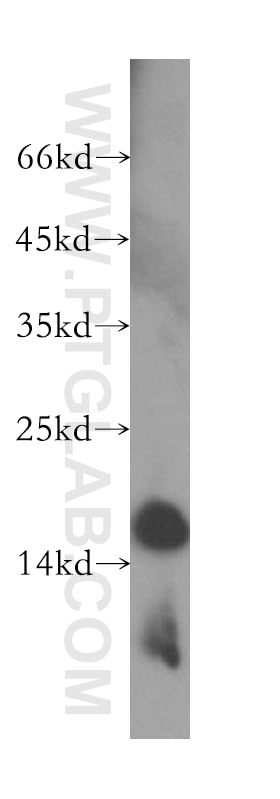 Western Blot (WB) analysis of Jurkat cells using MRPS16 Polyclonal antibody (16735-1-AP)